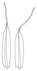Tayloria octoblepharum, leaves. Drawn from A.J. Fife 8234, CHR 439180.
 Image: R.C. Wagstaff © Landcare Research 2015 